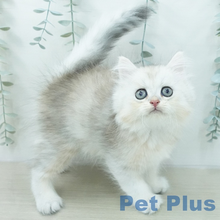 ペルシャ