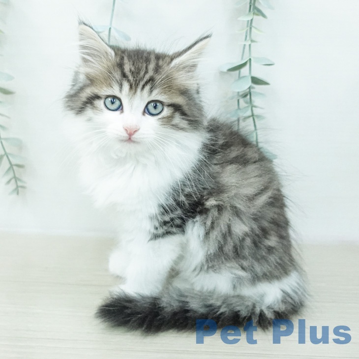 ノルウェージャンフォレストキャットの写真2