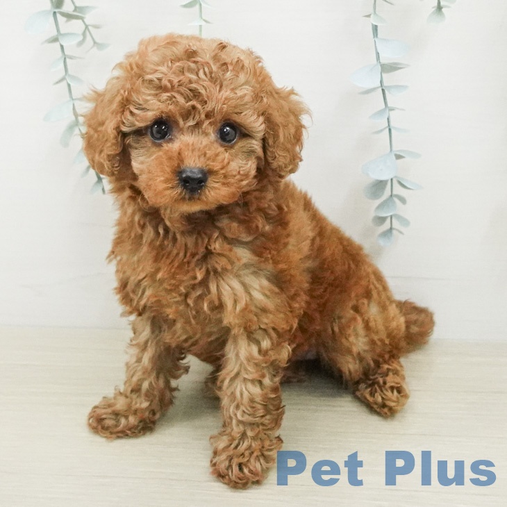 トイ・プードル