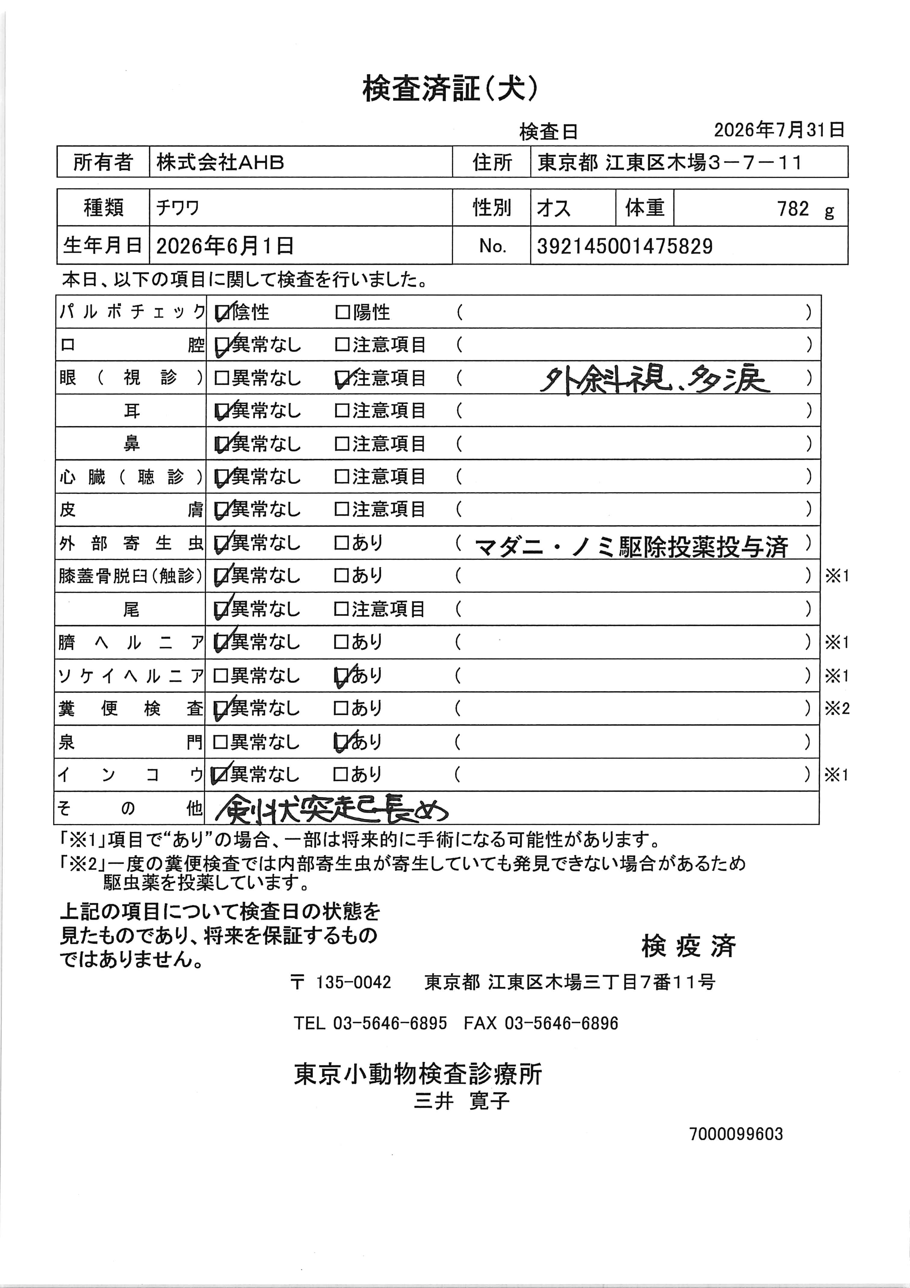 チワワ