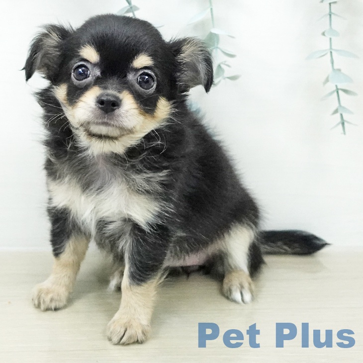 チワワ