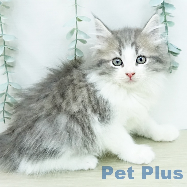 ノルウェージャンフォレストキャットの写真2