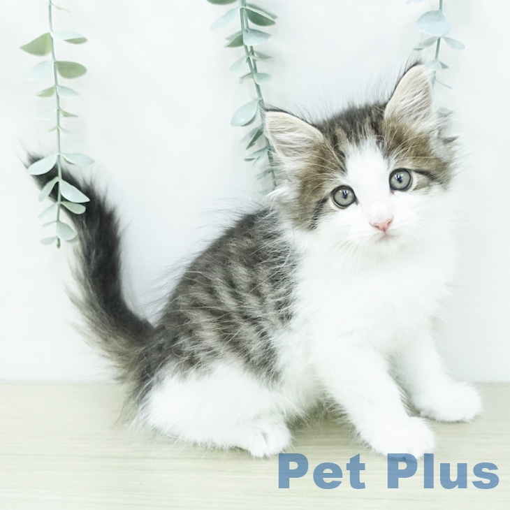 ノルウェージャンフォレストキャット