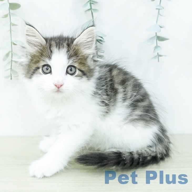 ノルウェージャンフォレストキャットの写真2