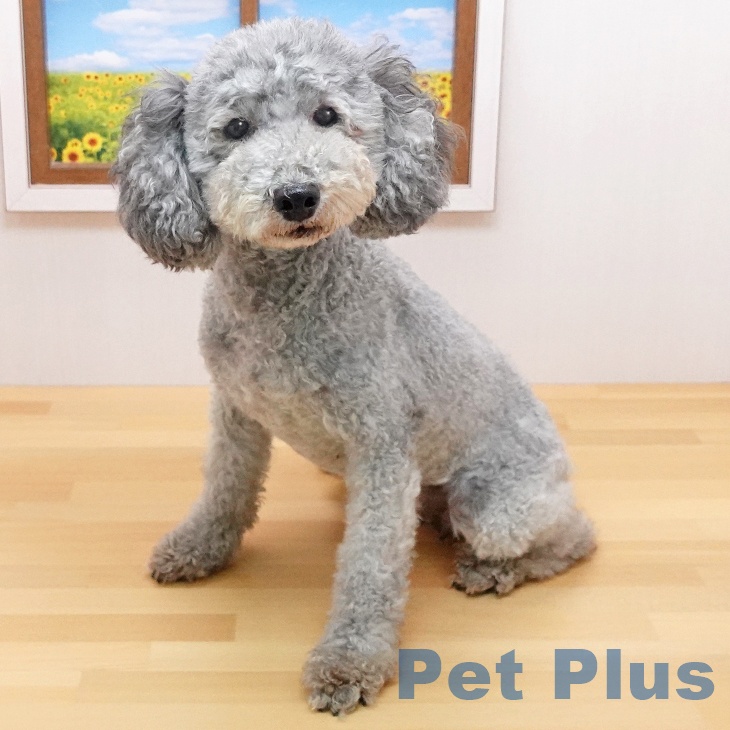 トイプードル トイ・プードルの詳細情報 | PetPlus パートナードッグ&キャット