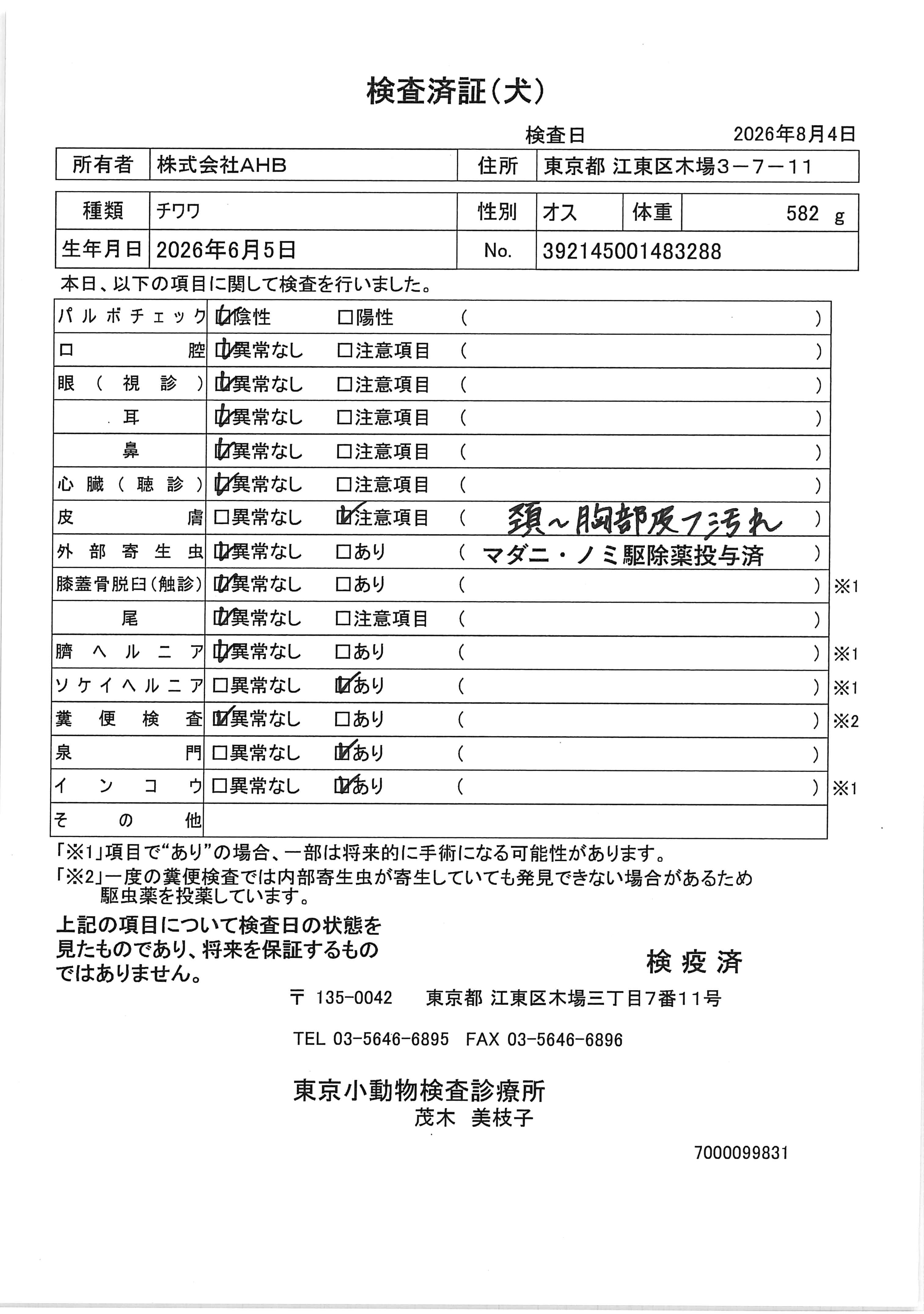 チワワ