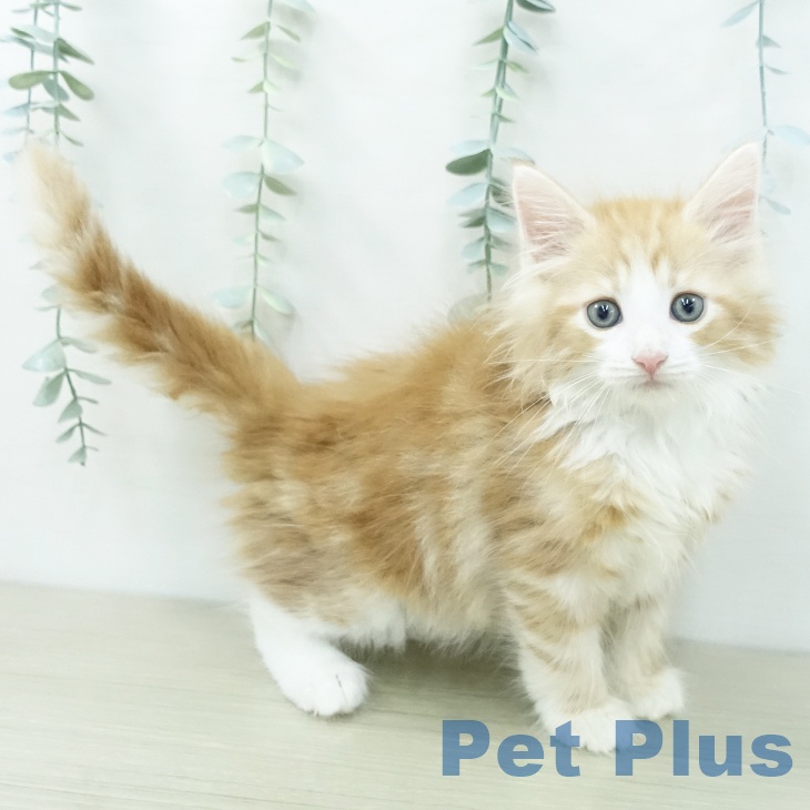 ノルウェージャンフォレストキャット