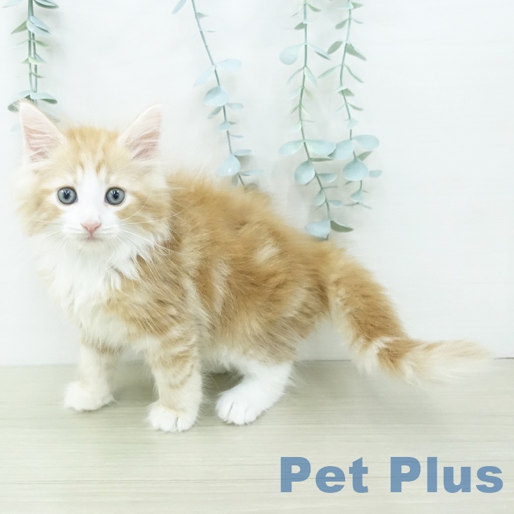 ノルウェージャンフォレストキャット