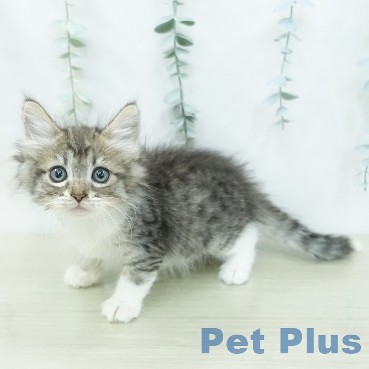 ノルウェージャンフォレストキャット