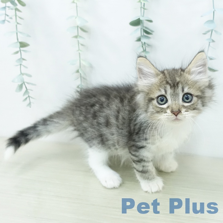 ノルウェージャンフォレストキャットの写真2