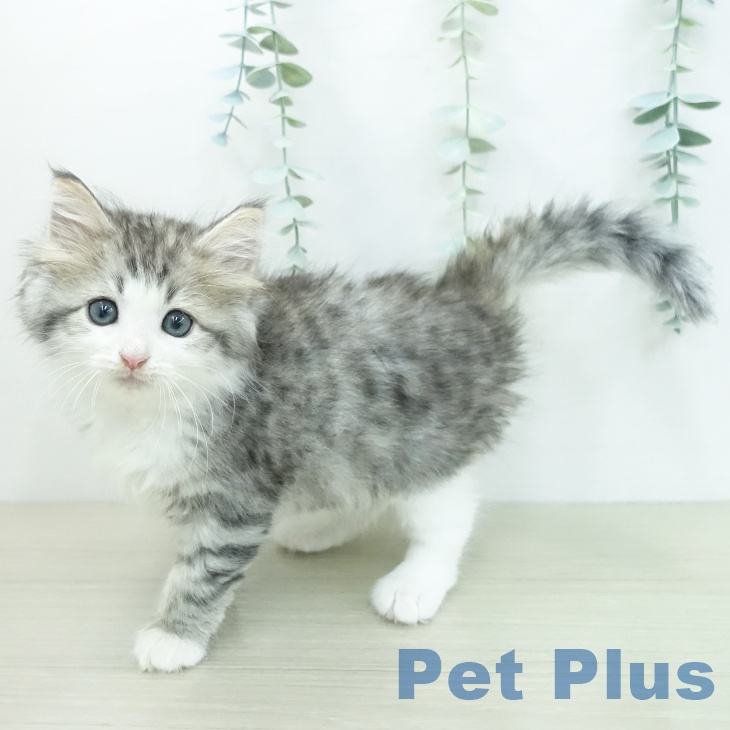 ノルウェージャンフォレストキャット