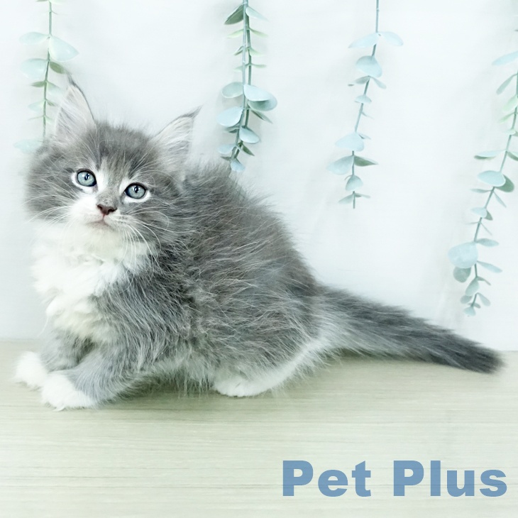 ノルウェージャンフォレストキャット