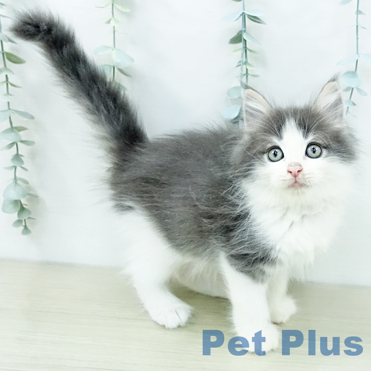 ノルウェージャンフォレストキャット