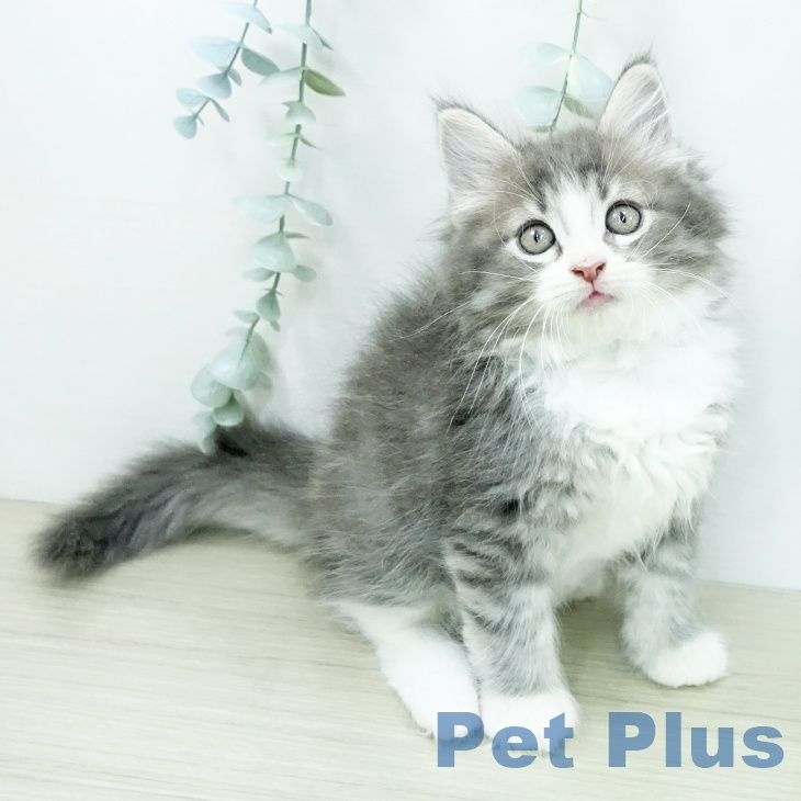 ノルウェージャンフォレストキャット