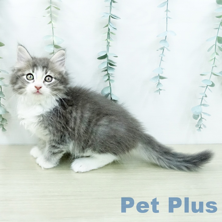 ノルウェージャンフォレストキャット