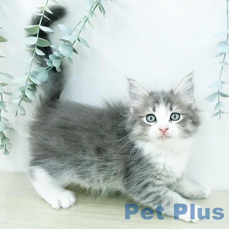 ノルウェージャンフォレストキャット