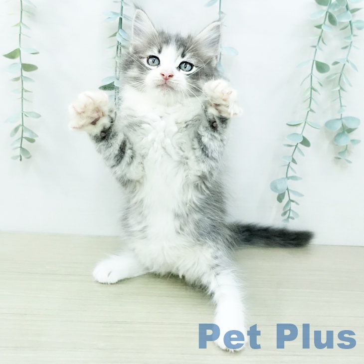 ノルウェージャンフォレストキャット