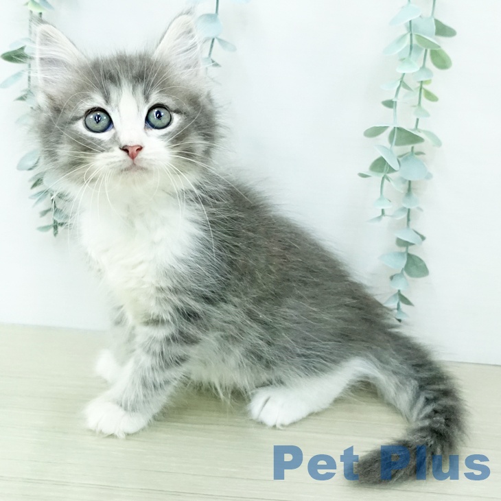 ノルウェージャンフォレストキャット