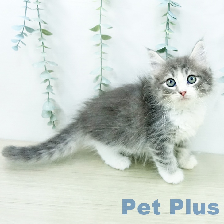 ノルウェージャンフォレストキャット