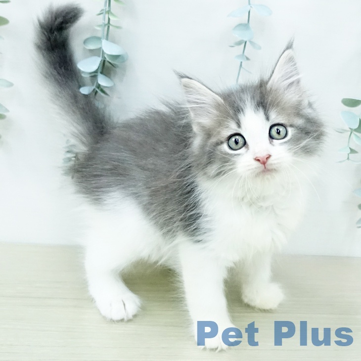 ノルウェージャンフォレストキャット