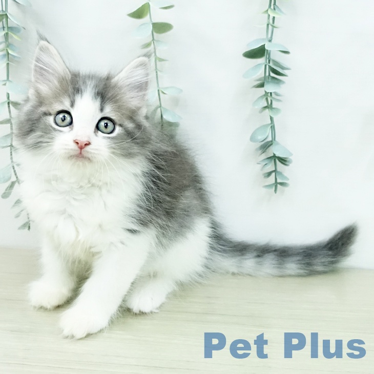 ノルウェージャンフォレストキャット