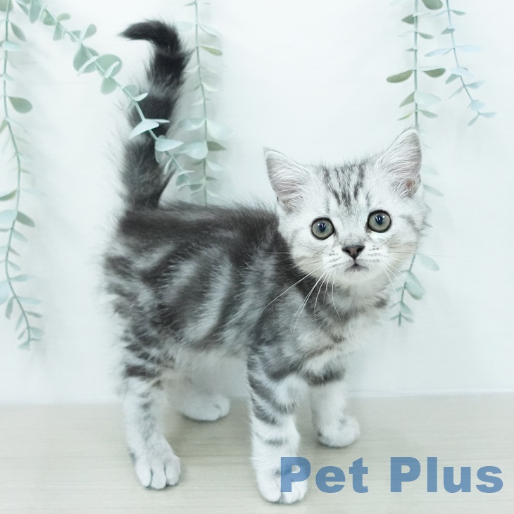 群馬県のマンチカン (ペットプラス イオンモール太田店/2026年6月2日生まれ/男の子/シルバータビー)の子猫の1枚目の画像