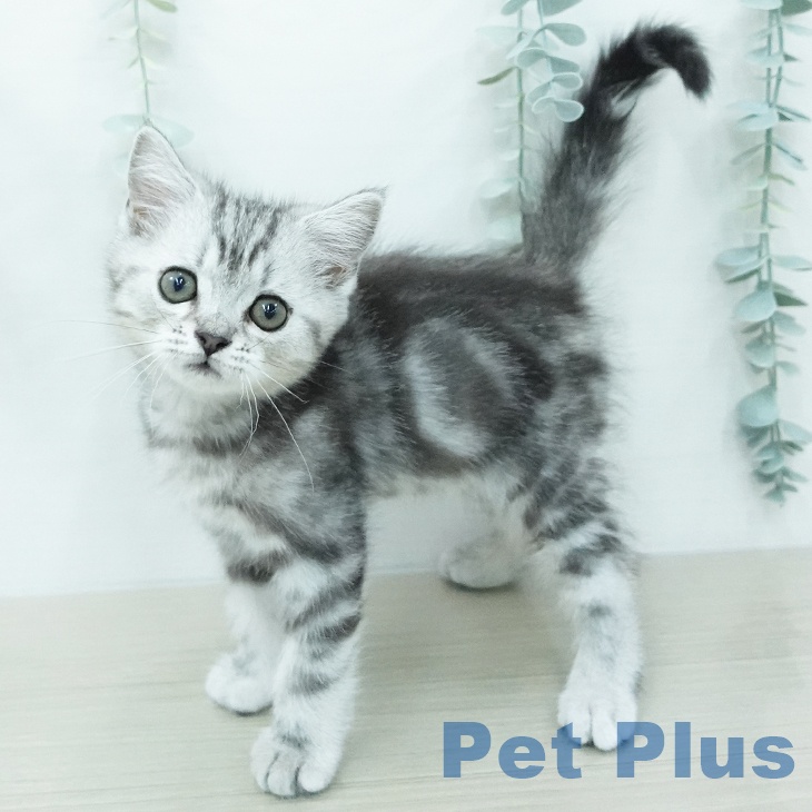 群馬県のマンチカン (ペットプラス イオンモール太田店/2026年6月2日生まれ/男の子/シルバータビー)の子猫の2枚目の画像