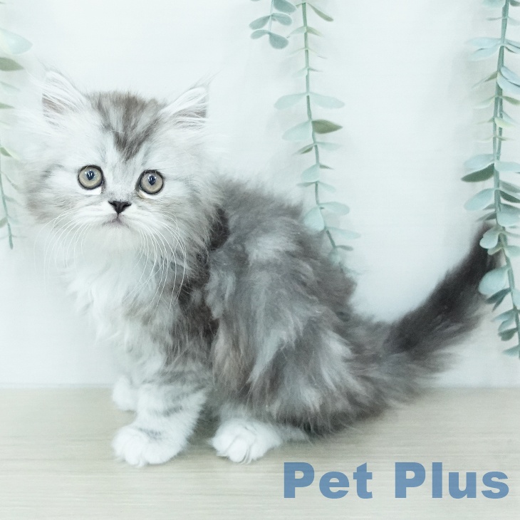 茨城県のミヌエット (ペットプラス つくば店/2026年6月13日生まれ/男の子/シルバータビー)の子猫の2枚目の画像