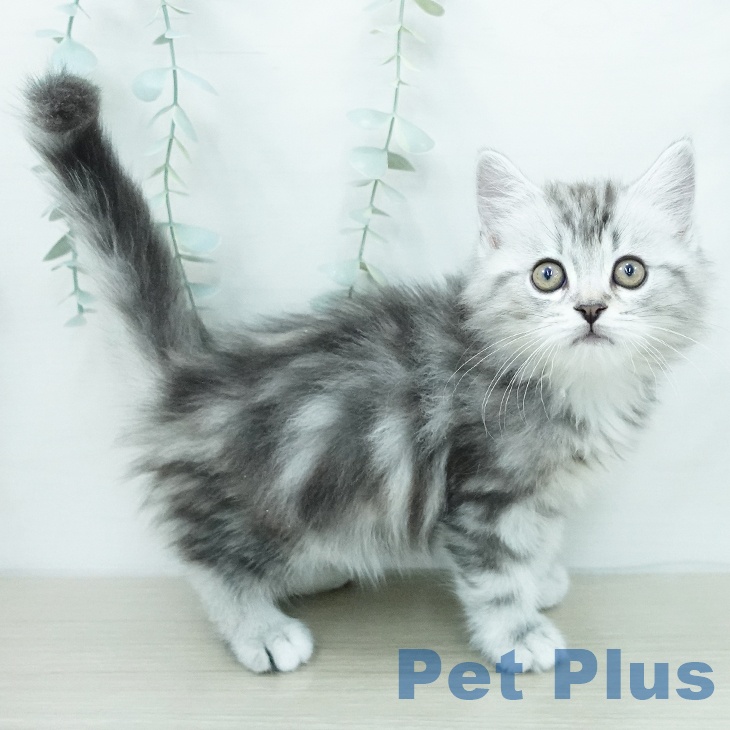 埼玉県のミヌエット (ペットプラス 与野店/2026年6月13日生まれ/男の子/シルバータビー)の子猫の2枚目の画像