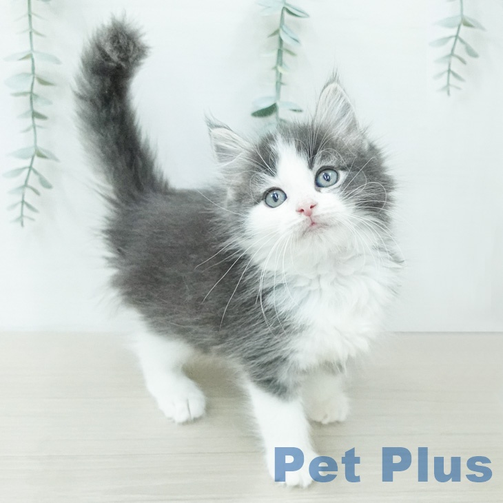 ノルウェージャンフォレストキャット