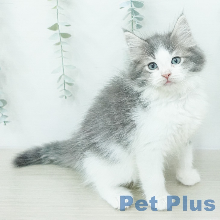ノルウェージャンフォレストキャット