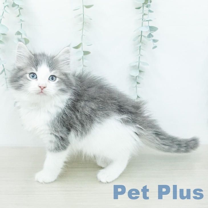 ノルウェージャンフォレストキャット