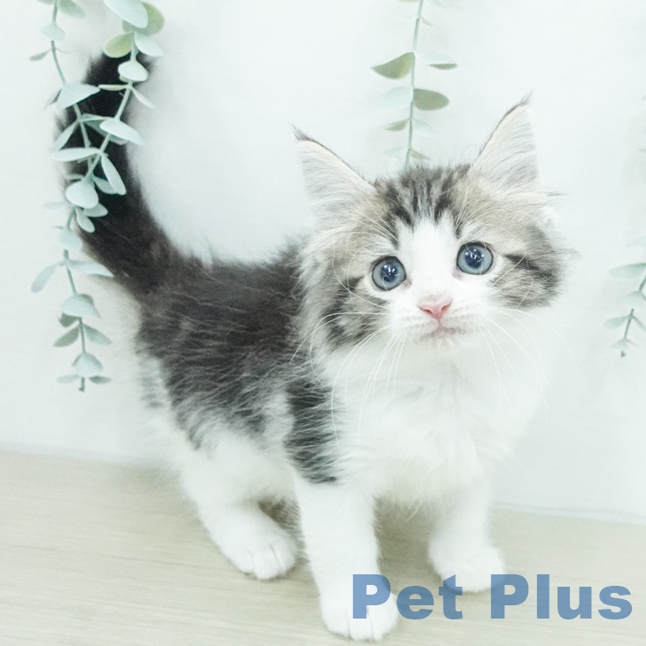 ノルウェージャンフォレストキャット