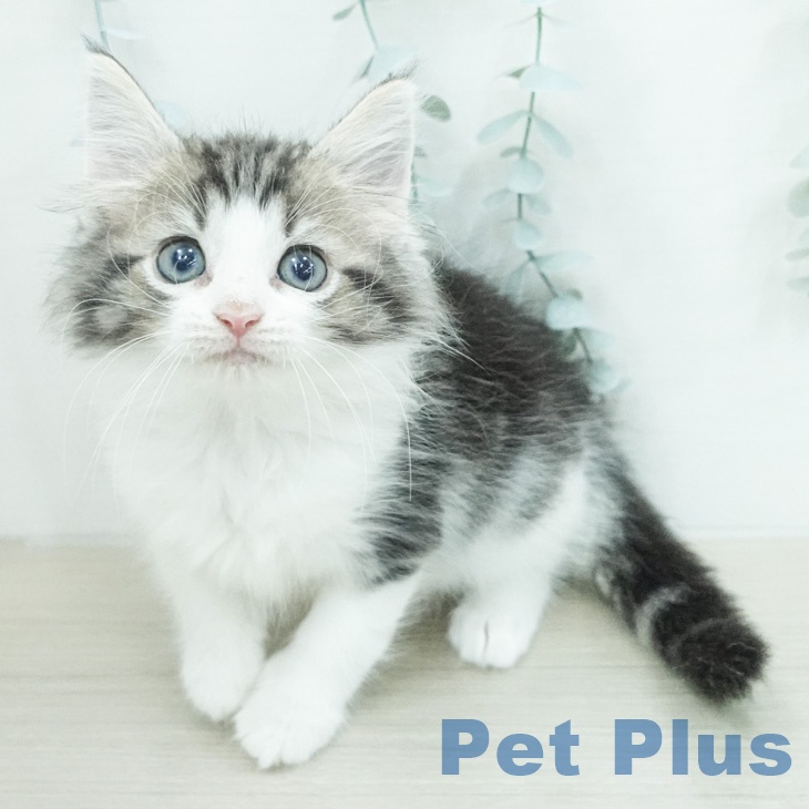 ノルウェージャンフォレストキャット