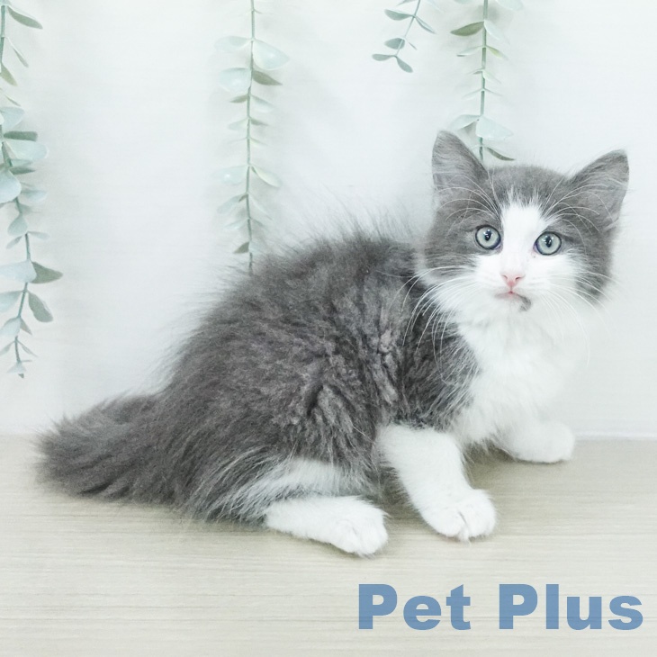 ノルウェージャンフォレストキャット