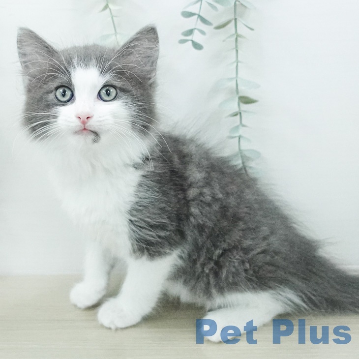 ノルウェージャンフォレストキャット