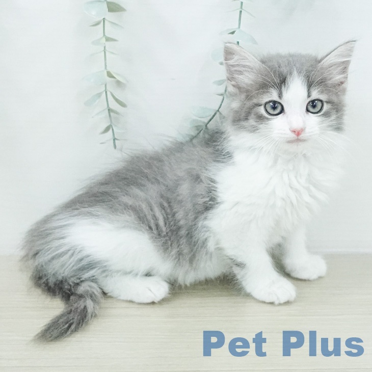 ノルウェージャンフォレストキャット