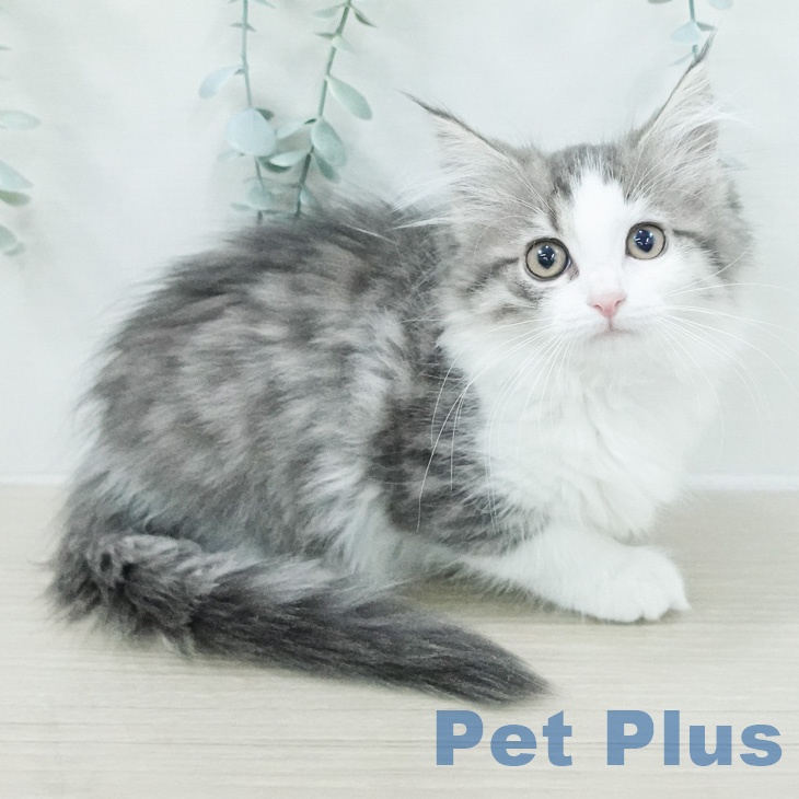 ノルウェージャンフォレストキャットの写真1