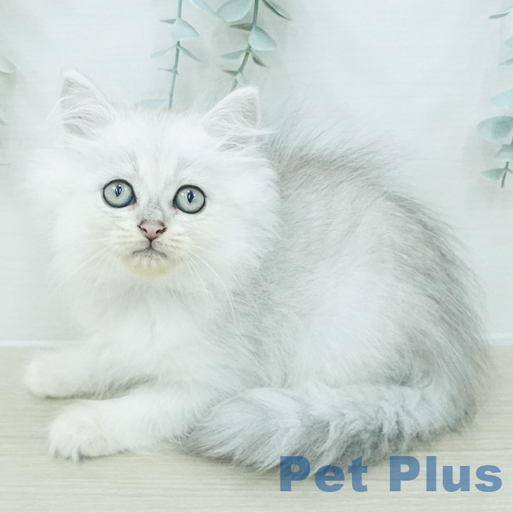 千葉県のペルシャ (ペットプラス 成田店/2026年6月14日生まれ/男の子/チンチラシルバー)の子猫の1枚目の画像