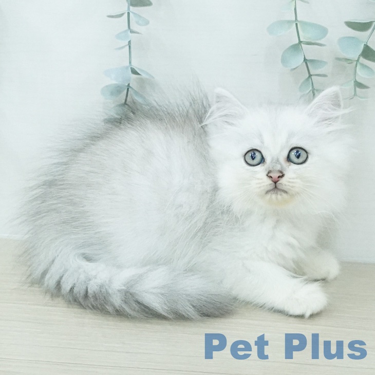 千葉県のペルシャ (ペットプラス 成田店/2026年6月14日生まれ/男の子/チンチラシルバー)の子猫の2枚目の画像