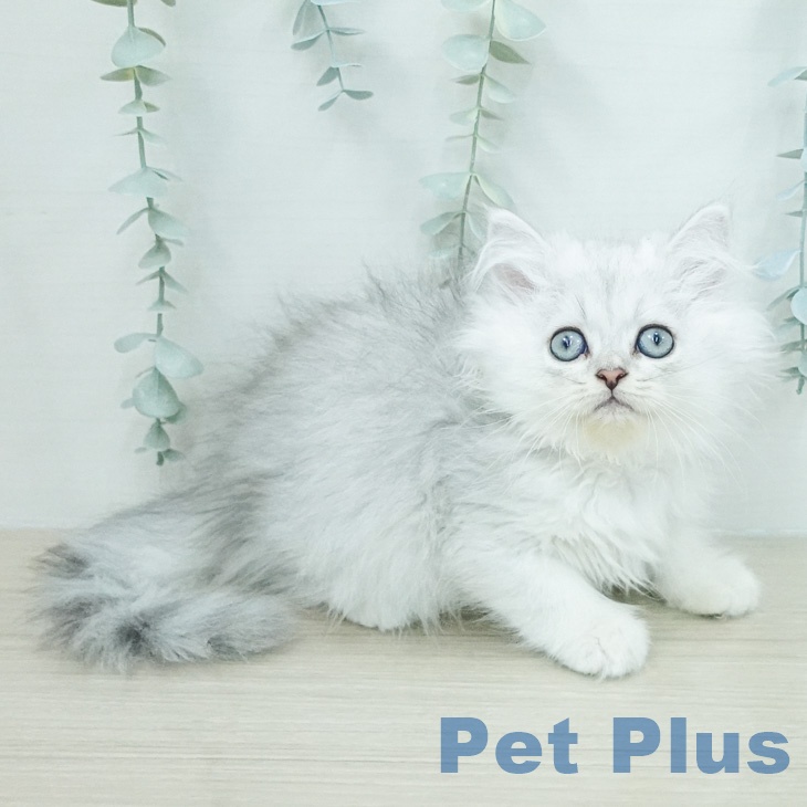 茨城県のペルシャ (ペットプラス つくば店/2026年6月14日生まれ/男の子/チンチラシルバー)の子猫の1枚目の画像