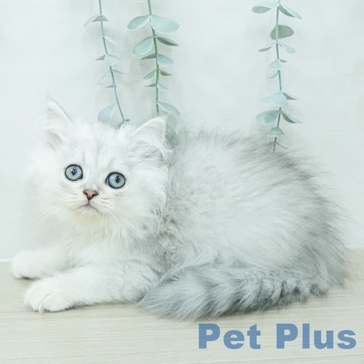 茨城県のペルシャ (ペットプラス つくば店/2026年6月14日生まれ/男の子/チンチラシルバー)の子猫の2枚目の画像