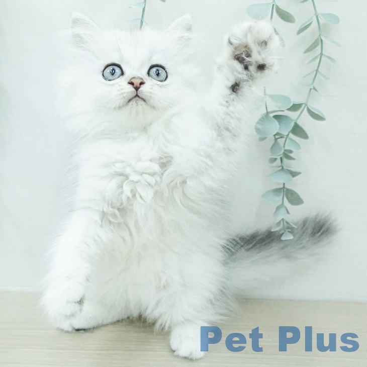 ペルシャ