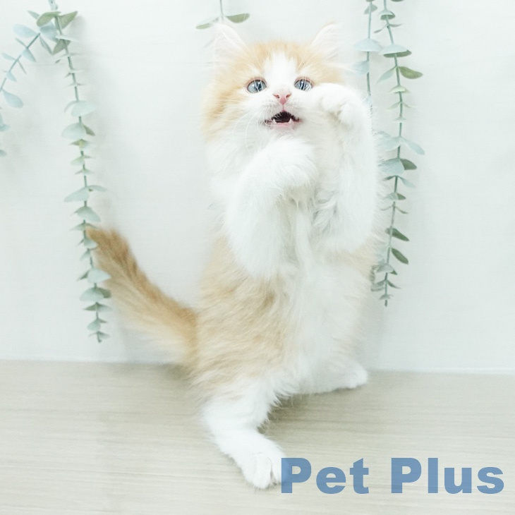 ノルウェージャンフォレストキャットの写真2
