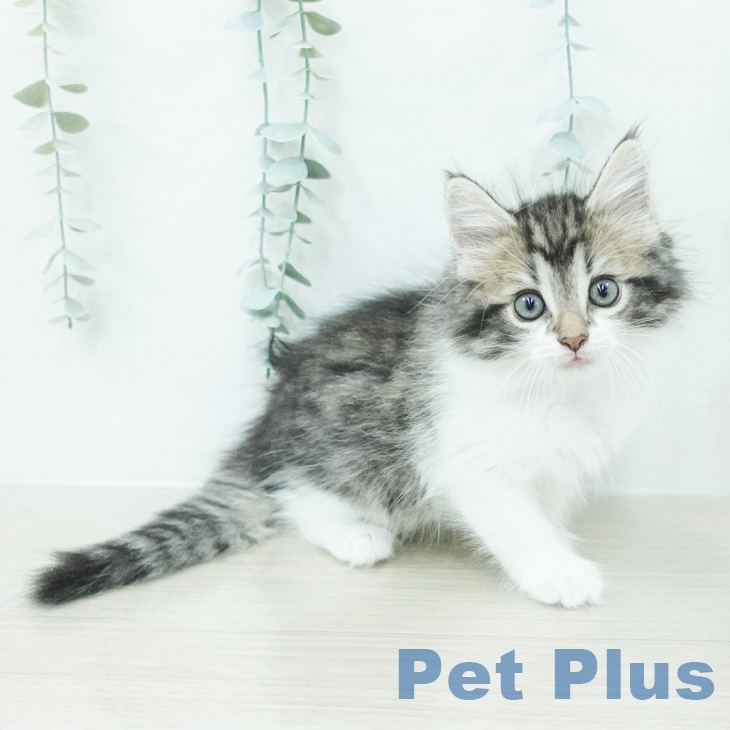 ノルウェージャンフォレストキャット