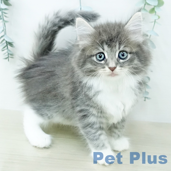 ノルウェージャンフォレストキャット