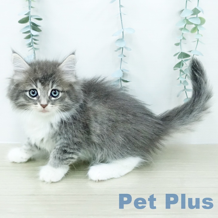 ノルウェージャンフォレストキャット