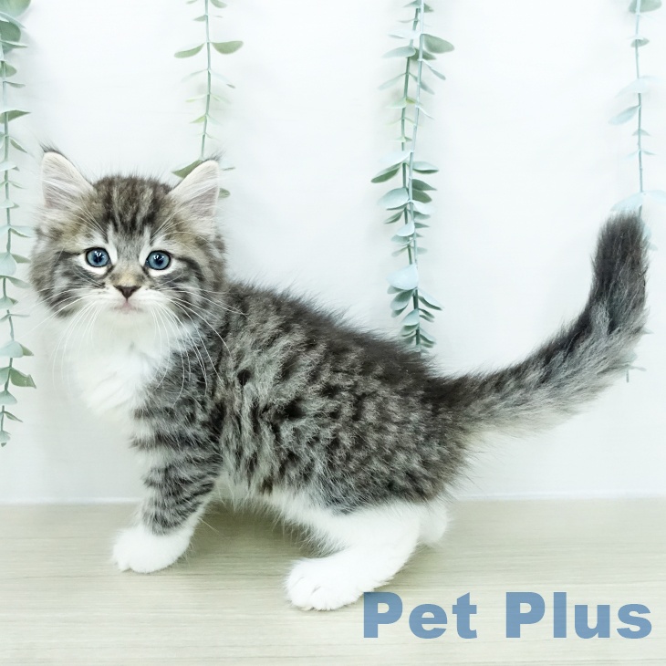 ノルウェージャンフォレストキャット