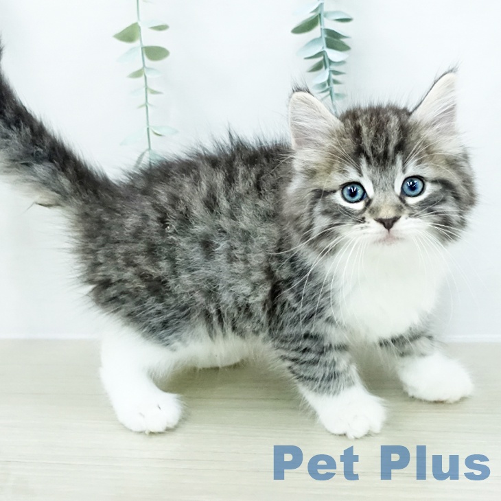 ノルウェージャンフォレストキャット