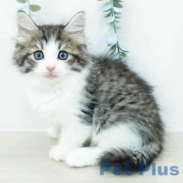 ノルウェージャンフォレストキャット